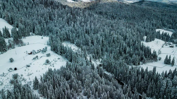 Hiver Forêt Conifères Carpates Ukraine Photographie Aérienne — Photo