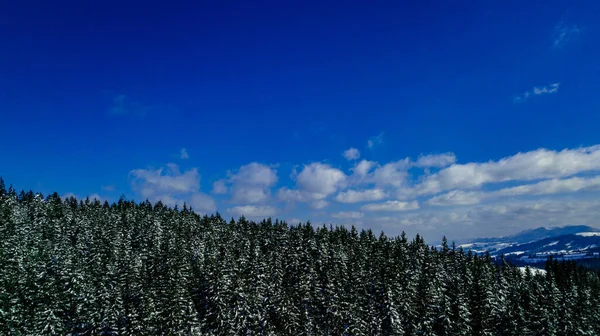 Karpaten Gebirge Kiefernwälder Nadelwälder Berggipfel Winter Schnee Luftaufnahmen — Stockfoto