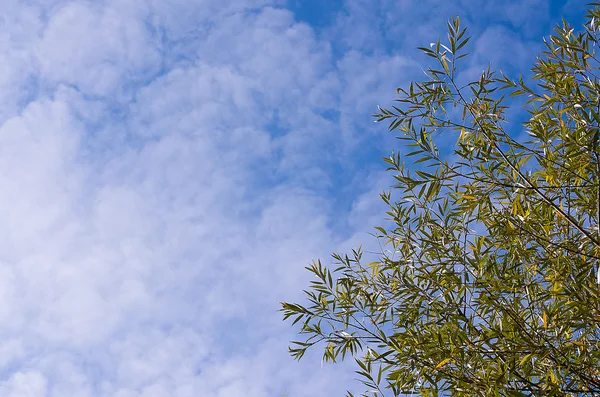 Fundo folhas verdes — Fotografia de Stock