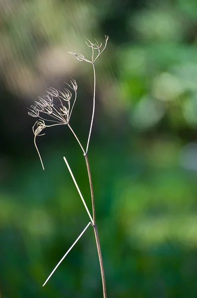 Zartes trockenes Gras — Stockfoto