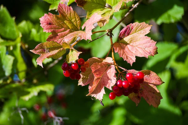 Rosso di mirtillo rosso — Foto Stock