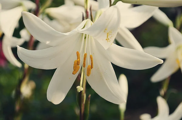 Fehér liliom virágzik — Stock Fotó