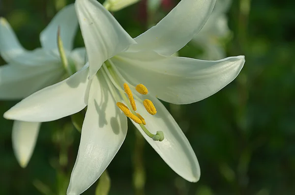 Fehér liliom virágzik — Stock Fotó
