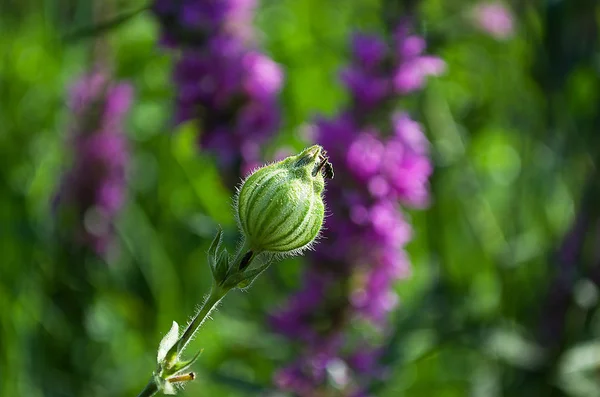 Flores silvestres púrpuras en verano — Foto de Stock