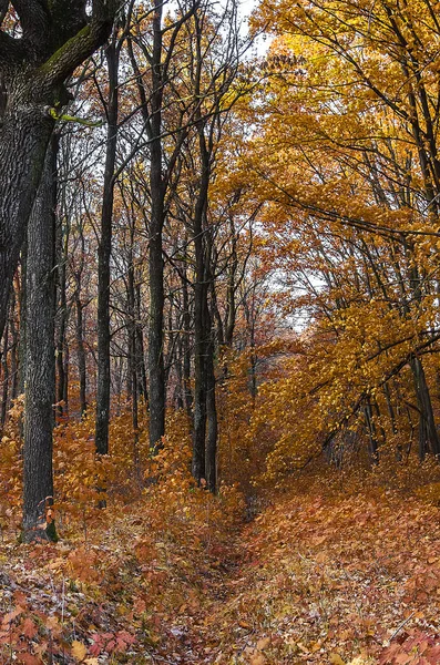 Outono agradável na floresta — Fotografia de Stock