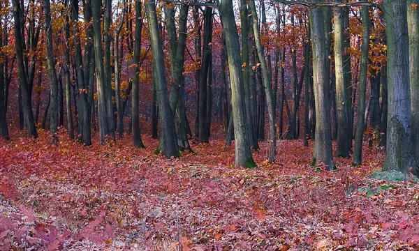 Trevlig höst i skogen — Stockfoto