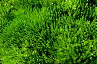 Makro yeşil yosun