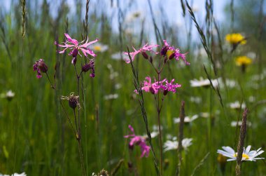 yumuşak pembe çiçekler 