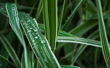 Yeşil yaprakları üzerinde parlak çiy