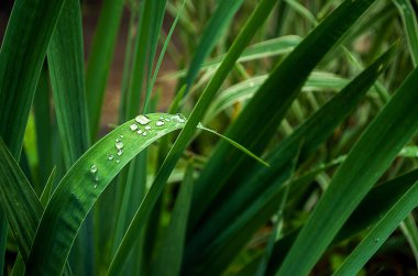 Yeşil yaprakları üzerinde parlak çiy