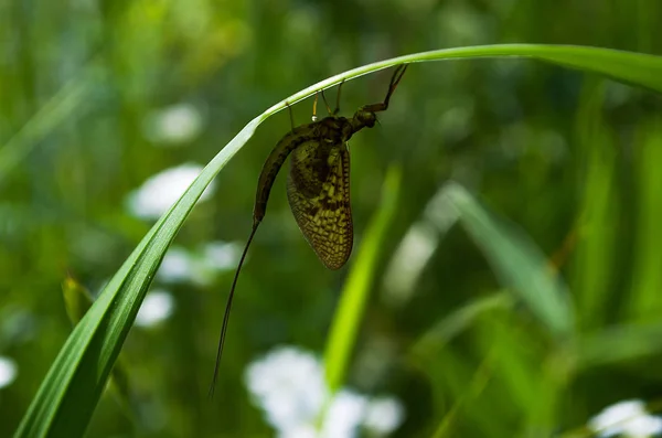 Animal insecto ephemera — Foto de Stock
