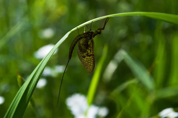 Animal insecte éphémère — Photo