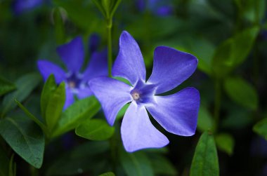 Deniz salyangozu mavi çiçekler