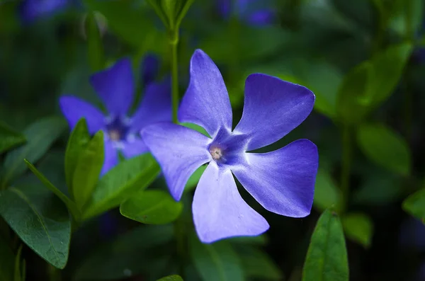 Periwinkle flores azules — Foto de Stock