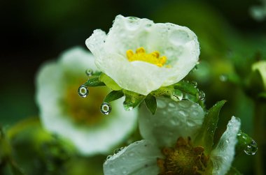 Yeşil yaprakları üzerinde parlak çiy