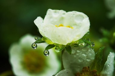 Yeşil yaprakları üzerinde parlak çiy