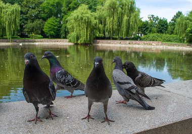 Güvercin yemek istiyor
