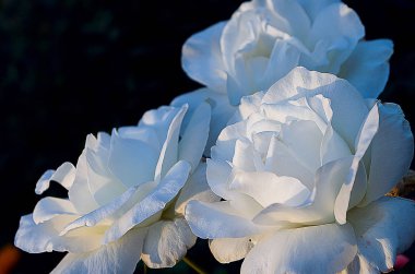 Beyaz, krem gül çiçek