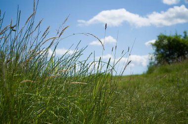 Yeşil Çimen Alanı