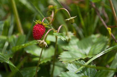 Kırmızı olgun çilek