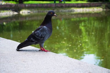 Güvercin yemek istiyor