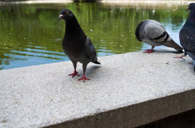 Güvercin yemek istiyor