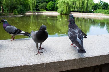Güvercin yemek istiyor