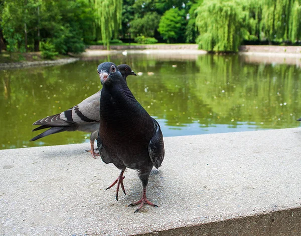 Güvercin yemek istiyor