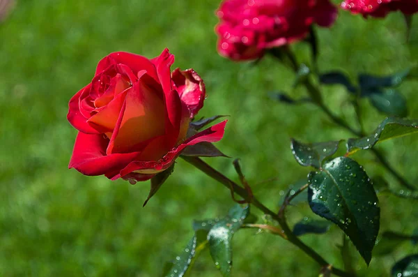 Beautiful red roses — Stock Photo, Image