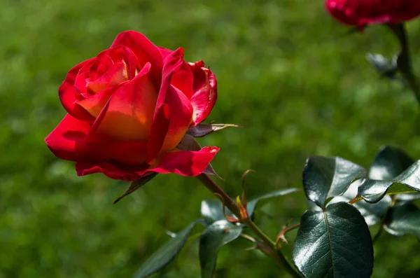 Beautiful red roses — Stock Photo, Image