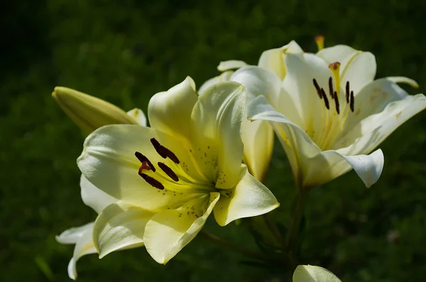 Weiße Lilien blühen — Stockfoto