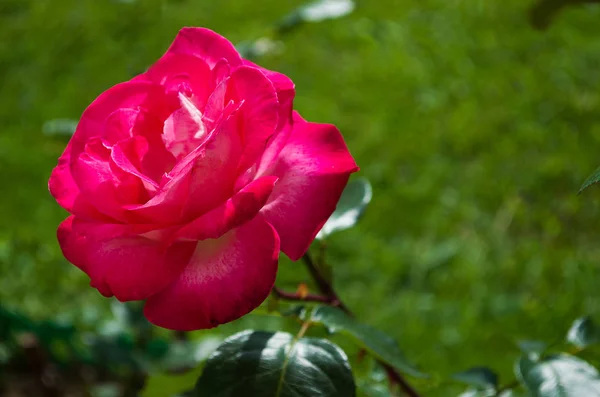 Rosa rosas são — Fotografia de Stock