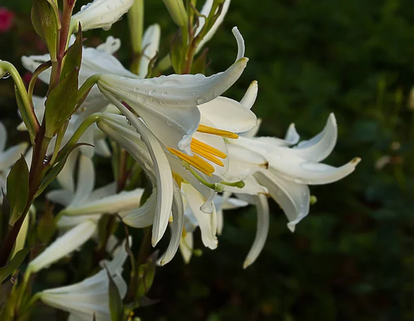 White lilies  bloom — Stock Photo, Image