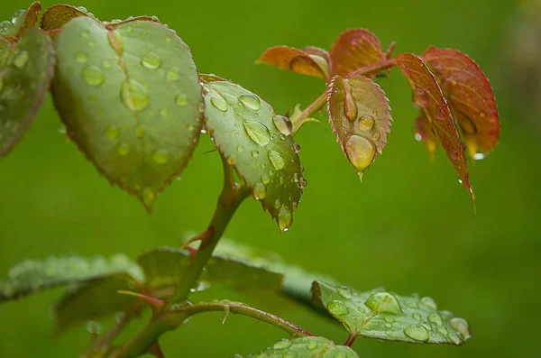 Brillante rocío sobre hojas verdes — Foto de Stock