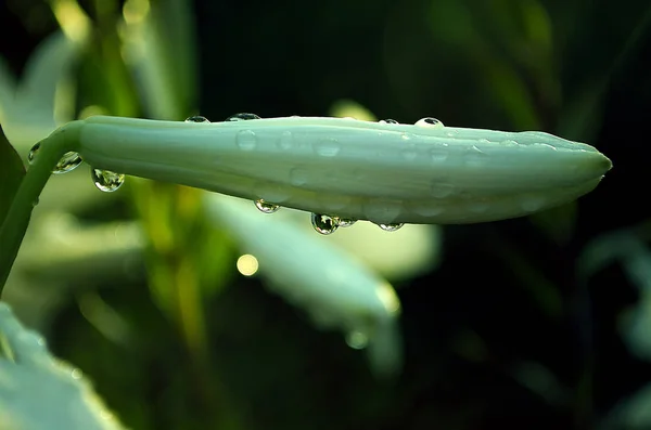 Vita liljor blommar — Stockfoto