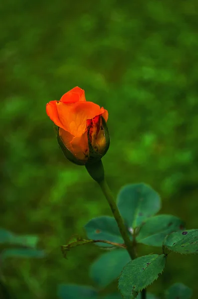 Оранжевые розы летом — стоковое фото