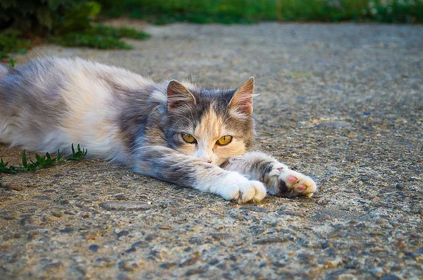 약간 웃 긴 고양이 — 스톡 사진