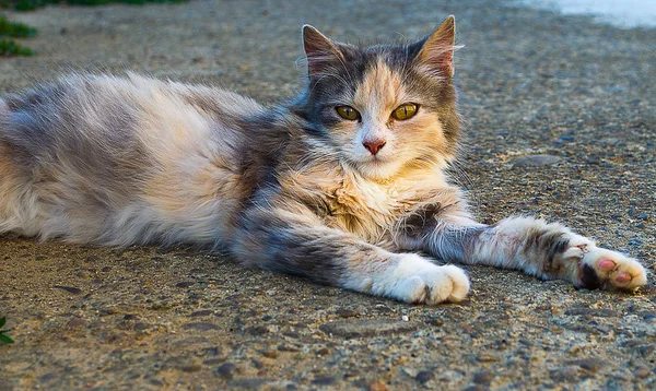 Küçük komik kedi — Stok fotoğraf