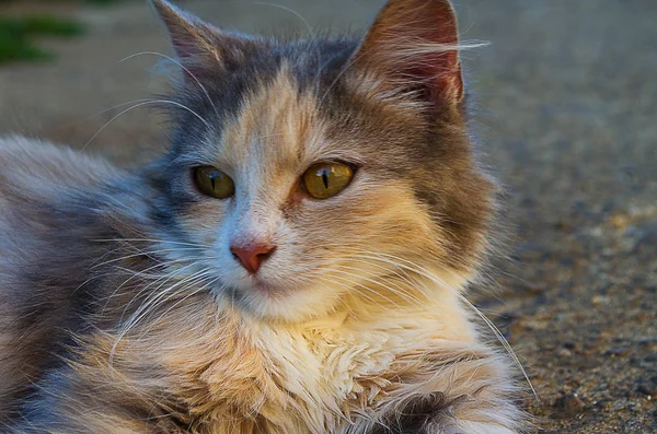 Gatinho engraçado — Fotografia de Stock