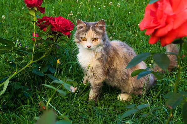 Pequeño gato divertido —  Fotos de Stock