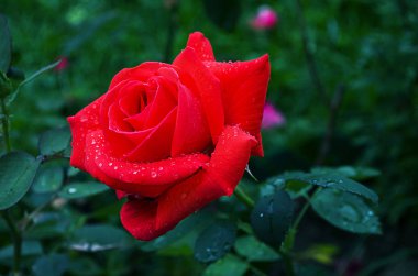 Yaz aylarında turuncu gül