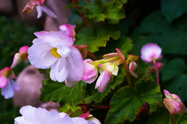 Hermosa begonia floreciente — Foto de Stock