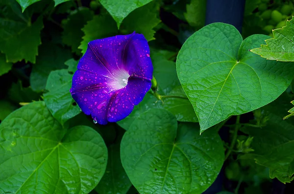 Hermosa flor de gloria de la mañana después de lluvia — Foto de Stock