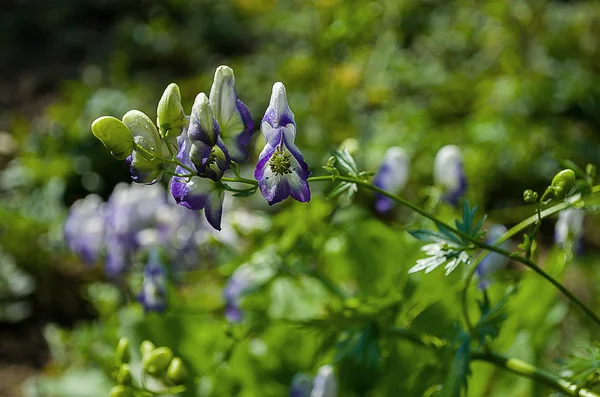 Hay hermosas flores silvestres. — Foto de Stock