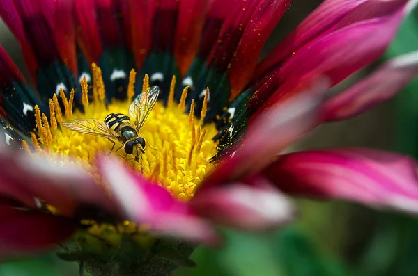 Een klein wesp op een bloem — Stockfoto