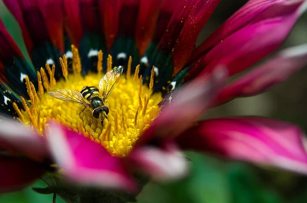 Eine kleine Wespe auf einer Blume — Stockfoto