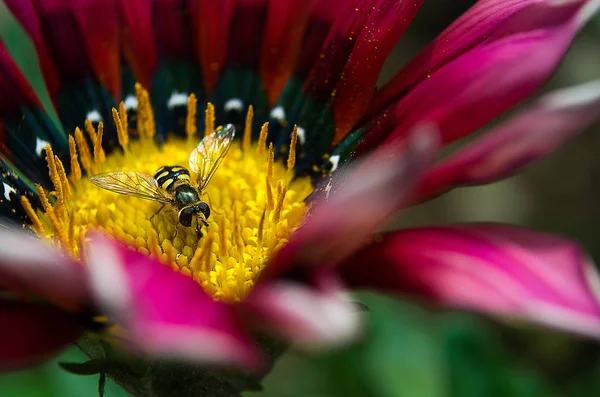 Een klein wesp op een bloem — Stockfoto