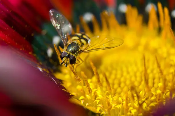 Een klein wesp op een bloem — Stockfoto