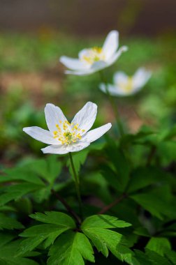 Anemon çiçeği bahar küçük çiçek