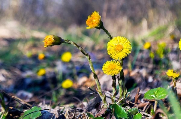 Piccoli fiori madre e matrigna — Foto Stock